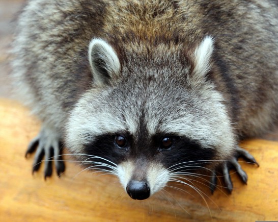 raccoon gab42c5544 1920