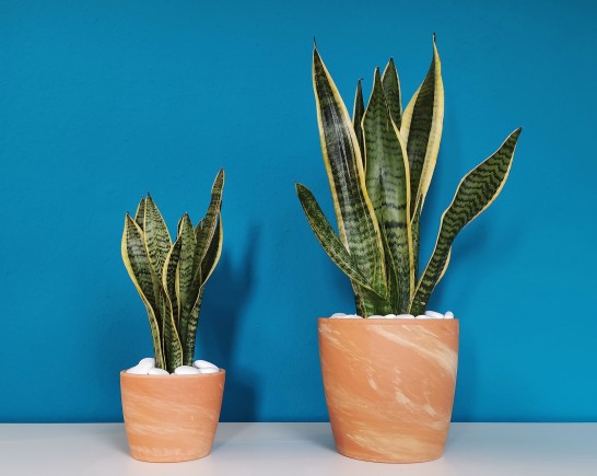 plant g3a7631f6d 1920