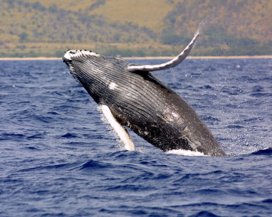 humpback
